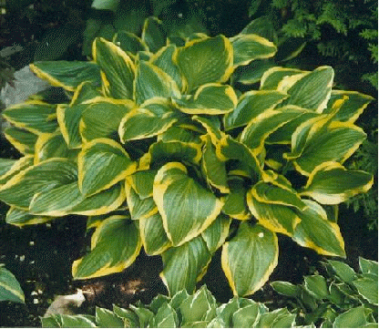 Hosta 'Bill Brincka'