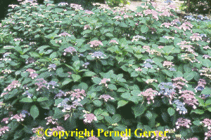 Hydrangea 'Blue Billow'