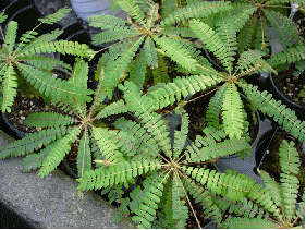 Life Plant (Biophytum sensitivum)