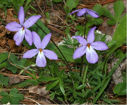 Bird's Foot Violet