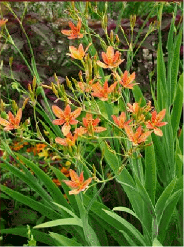 Blackberry Lily