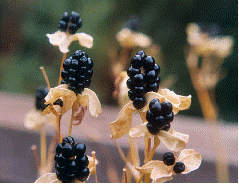 Blackberry Lily berries