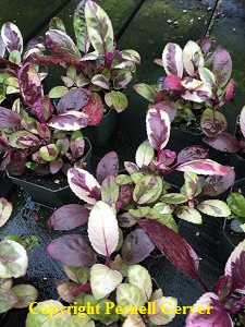 Blackberry Waffle Plant, Variegated Waffle Plant