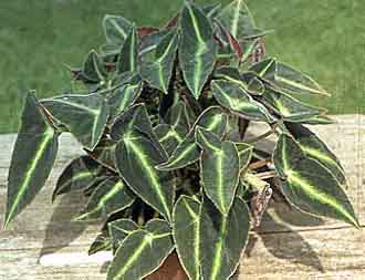 Begonia listada