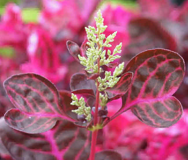 Bloodleaf, Iresine herbstii