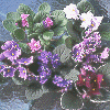 Blue-, Purple-, & Violet-flowered Collection