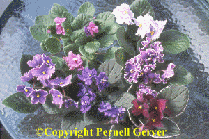 Blue-, Purple-, & Violet-Flowered African Violet Collection