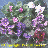 Blue-, Purple-, & Violet-flowered Collection