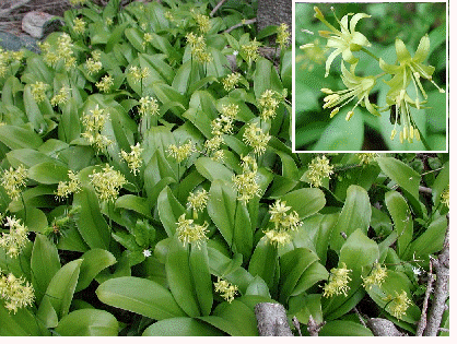 Bluebead Lily