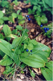 Bluebead Lily
