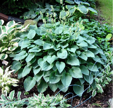 Hosta 'Blue Cadet'