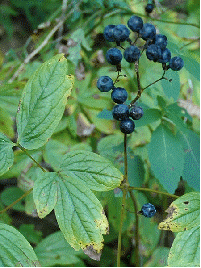 Blue Cohosh