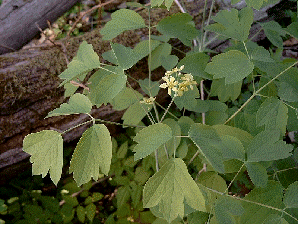 Blue Cohosh