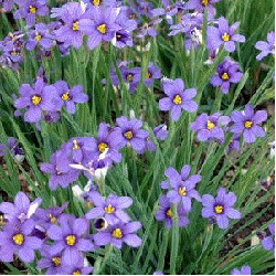 Blue Eyed Grass 'Lucerne'