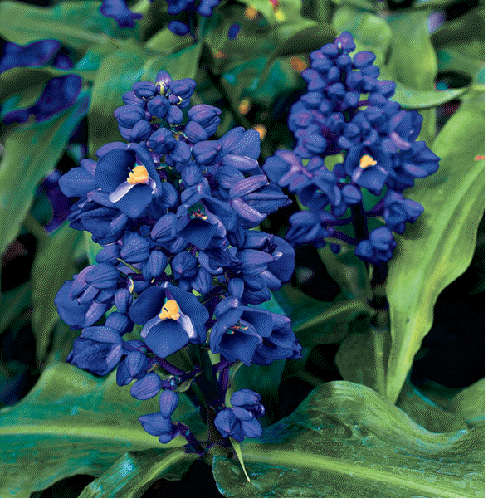 Blue Ginger