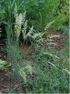 Blue Hair Grass