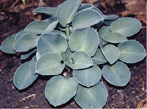 Hosta 'Blue Mouse Ears'
