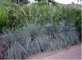 Blue Oat Grass 'Sapphire'