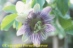 Passion flower
