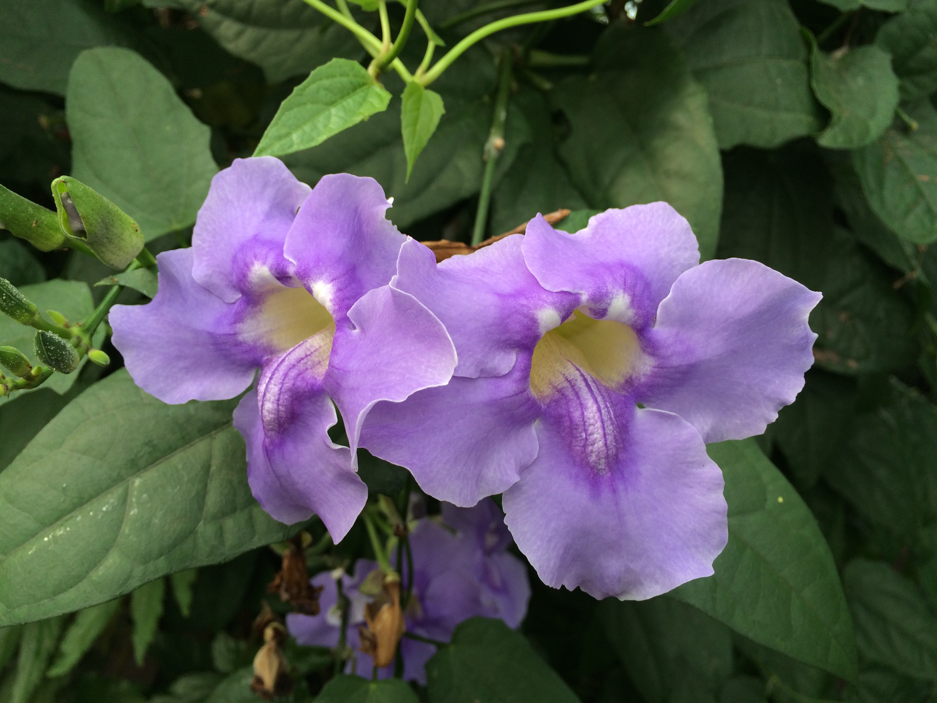Blue sky flower (Thunbergia grandiflora)