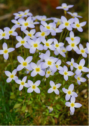 Common Bluets