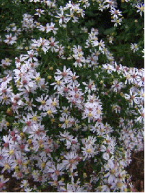 Blue wood aster