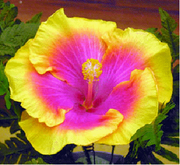 Hibiscus 'Bon Temps'