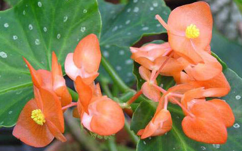 Begonia 'Orange Rubra' flowers