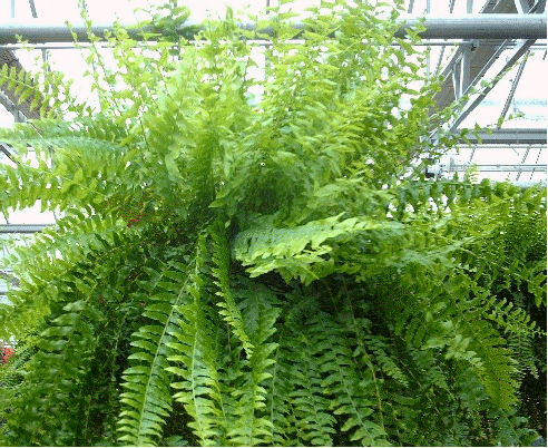 Boston Fern