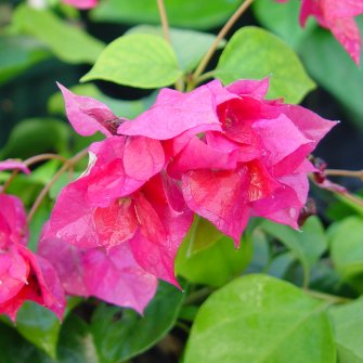 Bougainvillea 'Double Red'