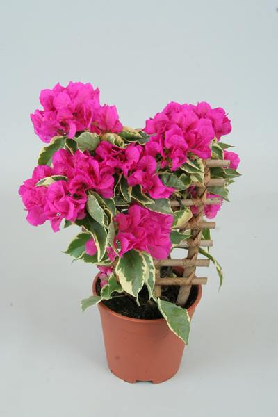 Bougainvillea 'Vera Variegata'