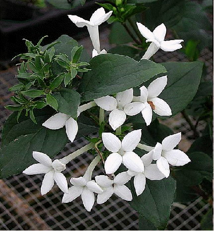 Fragrant Bouvardia (Bouvardia longiflora)