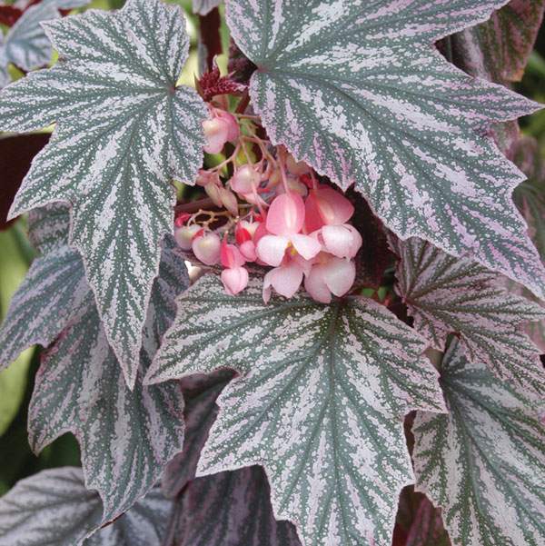 Begonia 'Pink Minx'