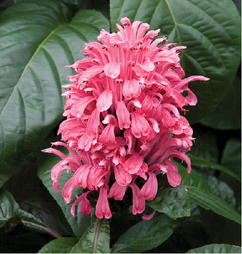 Brazilian Plume