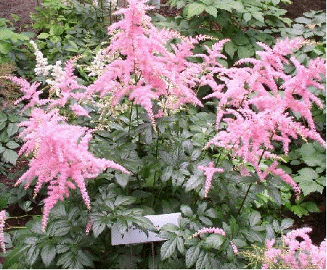 Astilbe 'Bressingham Beauy'