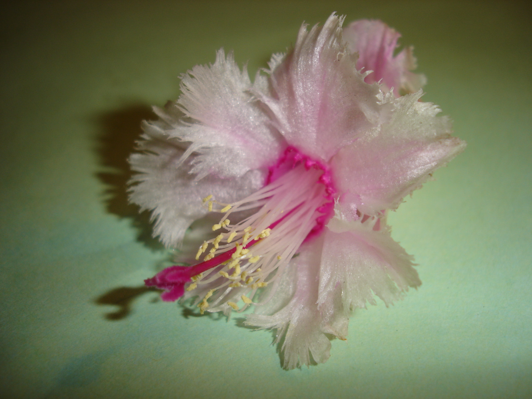 Christmas Cactus 'Bridgeport'