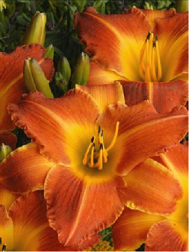 Daylily 'Bright Sunset'