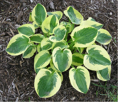 Hosta 'Brimcup'
