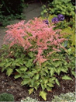 Astilbe 'Bronze Elegans'
