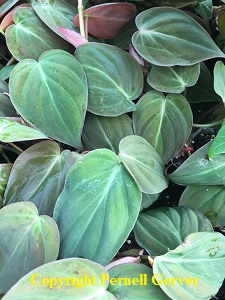 Bronze Velvet Philodendron