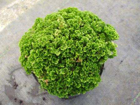 Selaginella kraussiana 'Brownii'
