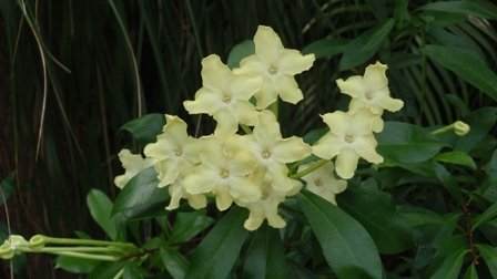 Queen of the Night - Brunfelsia nitida