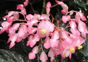 Begonia 'Sophie Cecile' flowers
