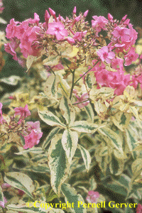 phlox 'Becky Towe'
