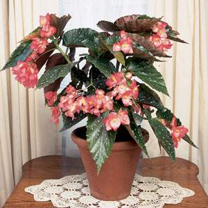Begonia 'Bubbles'