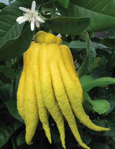 Citrus 'Buddha's Hand'