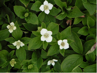 Bunchberry