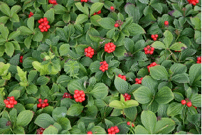 Bunchberry berries