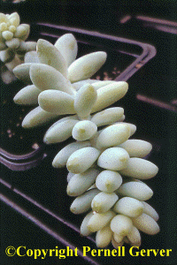 Burro's Tail 'Burrito'