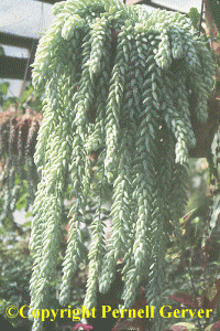 Burro's Tail, Sedum morganianum